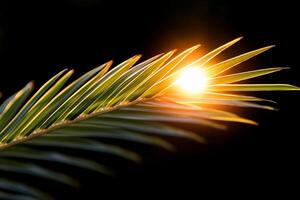 A palm tree with the sun shining through it photo