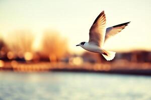 A seagull flying over the water with a sunset in the background photo
