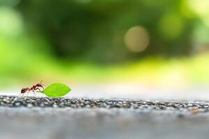 A small ant carrying a leaf on the ground photo
