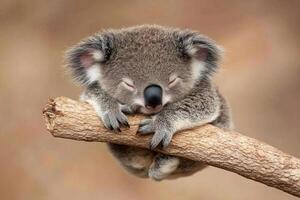 A koala sleeping on a branch photo