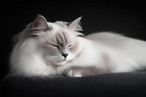 A white cat is sleeping on a black couch photo