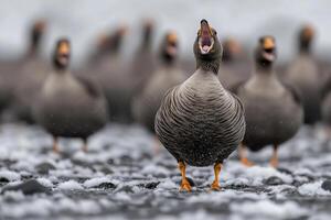 A group of geese standing in the snow photo