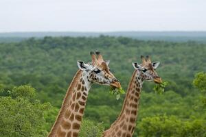 Two giraffes standing in the middle of a field photo