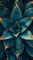 This striking agave showcases its detailed leaf structure with deep teal hues and sharp edges, illuminated beautifully in natural lighting photo