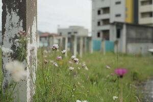 A field of flowers in front of a building photo