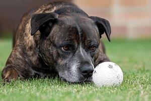 A dog playing with a ball in the grass photo