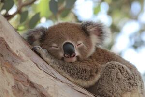 A koala bear sleeping in a tree photo