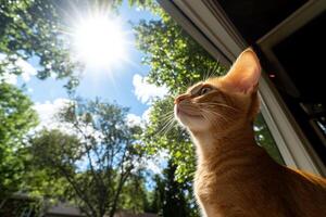 A cat looking up at the sun through a window photo