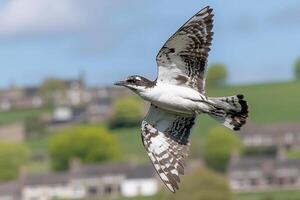 A bird flying over a green field with houses in the background photo