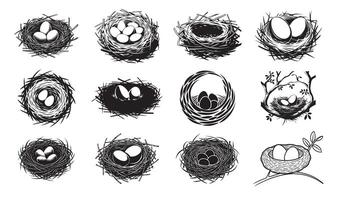 Bird Nest Hand Drawn Nests with Eggs in Black and White Engraving Style vector