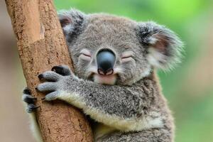 A koala bear is sleeping on a tree branch photo