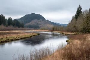 A river runs through a field with tall grass and trees photo