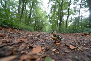 A small duck walking on a dirt path photo