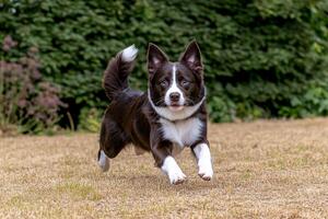 A dog running on the grass photo