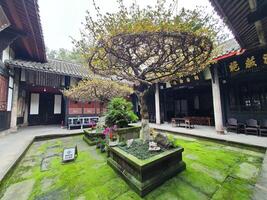a courtyard with a tree and plants in it photo