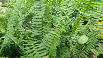 fern leaf in garden, nature flora and leaves video