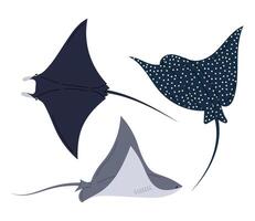 Set stingray fish isolated on white background. Ocean stingray. Marine or oceanic animal in flat style. vector