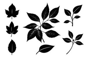 Tree leaves branch silhouette leaf collection in black isolated on white background vector