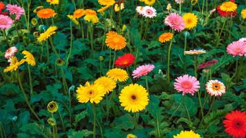 floral background of bright multicolored flowering gerberas growing in the garden photo