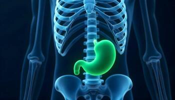 View of the Human Digestive System Highlighting the Stomach in Green, Pain Relief photo