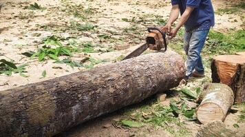 A worker operates a chainsaw to cut a large tree trunk, surrounded by sawdust photo