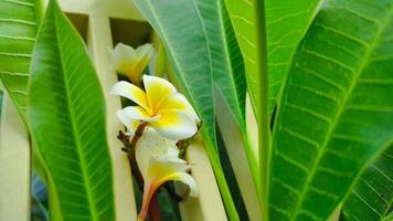 Vibrant Plumeria Blossoms Amidst Lush Greenery photo