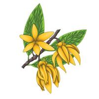 Ylang Ylang. A base note in perfumery. vector