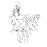 Ylang Ylang. A base note in perfumery. Outline illustration. vector