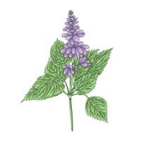 Patchouli plant. A base note in perfumery. vector