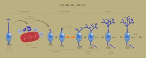3D Isometric Flat Illustration of Neurogenesis, Neuron Development Process Steps vector