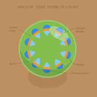 3D Isometric Flat Illustration of Vascular Tissue System Of A Plant, Educational Diagram vector
