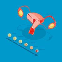 3D Isometric Flat Illustration of Ovulation, Fertilization Implantation, Embryo Development vector