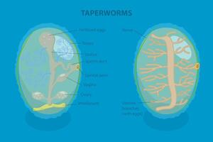 3D Isometric Flat Illustration of Proglottid of Taperworm, Taenia Solium vector