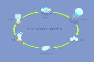 3D Isometric Flat Illustration of Life Cycle Of Jellyfish, Developmental Stages vector