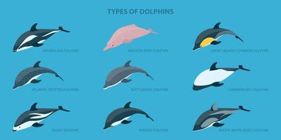 3D Isometric Flat Set of Types Of Dolphins, Educational Classification vector