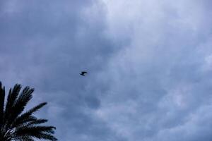 Bird soaring through a vast blue sky filled with clouds during early morning hours photo
