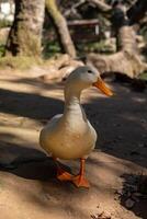 White duck walks along a dirt path in a shaded area of a park during the afternoon photo