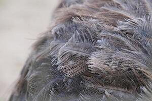 Close-up of ostrich feathers showing details photo