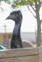 emu ostrich portrait , ostrich farm background photo