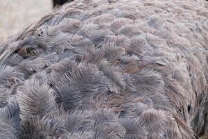 Close-up of ostrich feathers photo