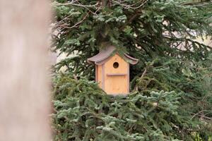 Bird feeder on a coniferous tree photo