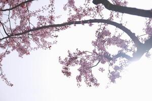 Cherry blossoms and sky, view from below photo