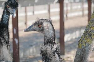 two emu ostrich in the ostrich farm photo