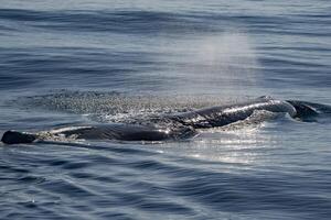 Physeter macrocephalus spermwhale in mediterranean sea while blowing photo
