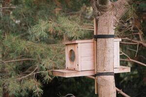 Bird feeder on a tree in a coniferous forest photo