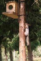 squirrel climbing up to a wooden bird feeder on a tree in a summer park photo