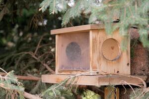 Bird or squirrel feeder on a tree photo