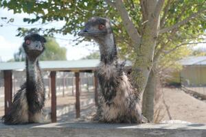 two emu ostriches in the farm photo