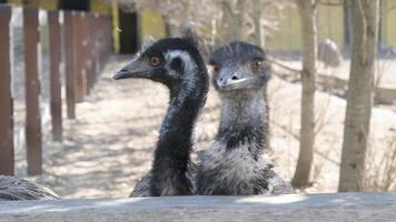 two emu ostriches in the ostrich farm photo