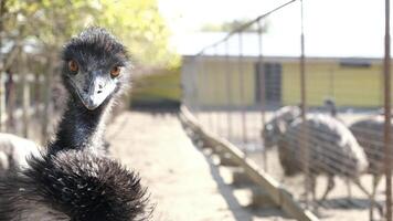 emu ostrich in the farm photo